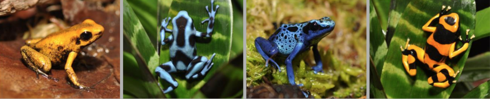 dart-frog-types