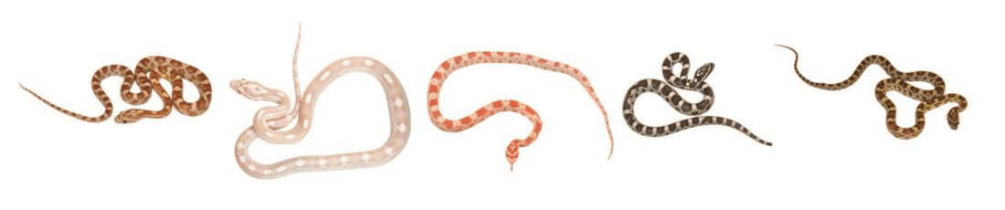 Corn-snake-types